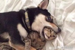 紫狗爆料提前爆料视频播放