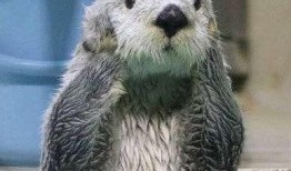 娱乐吃瓜酱海獭手牵手,一场跨界友谊的甜蜜邂逅