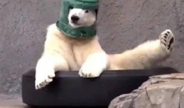 你爆料我吃瓜沙雕动画视频,一场视觉盛宴的狂欢之旅