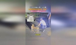 在警察局吃瓜成团宠免费,吃瓜成团宠的欢乐日常