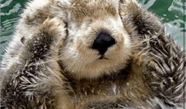 娱乐吃瓜酱海獭手牵手,一场跨界友谊的甜蜜邂逅