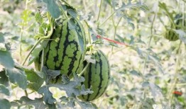 宜都网红吃瓜,揭秘网络红人的幕后故事