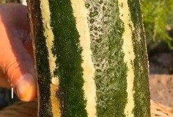 带你吃瓜全集免费版,全集免费版精彩剧情大盘点