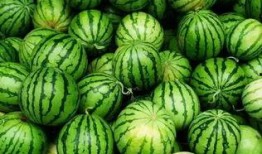 在线吃瓜免费群,免费吃瓜群背后的精彩故事