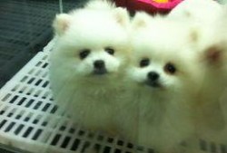 博美爆料新闻事件,揭秘新闻事件背后惊人真相