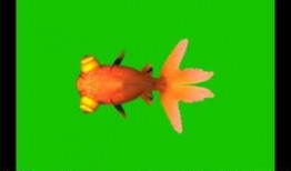 金鱼爆料视频,揭秘幕后真相，带你走进神秘世界