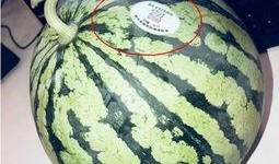 网红吃瓜球,趣味横生引网友热议